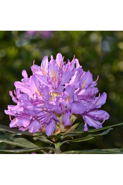 Rhododendron ’Variegatum’